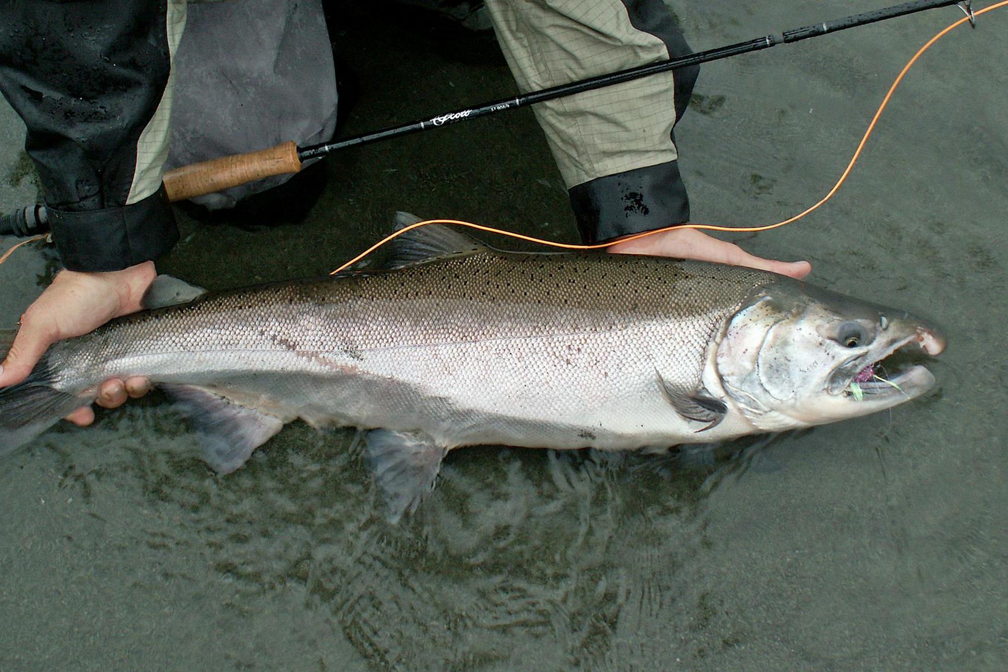 Чавыча Oncorhynchus tshawytscha